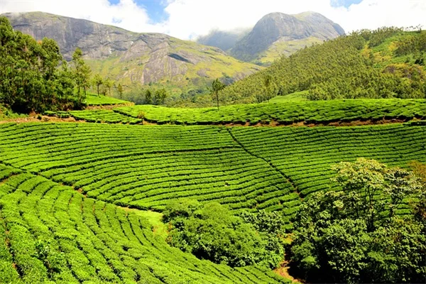 常緑樹で作るホリデーポーチポット｜プロ直伝のコツと12選