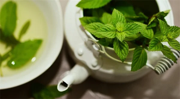 コーヒーかすでアジサイは青くなる？実際に試した効果と真実