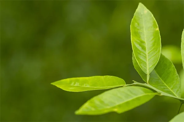 観葉植物、あなたに合うのはどれ？性格診断で失敗しない選び方