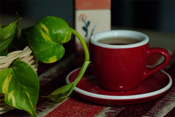 大型植物で鉢植えを劇的チェンジ！失敗しない選び方とおすすめ10選